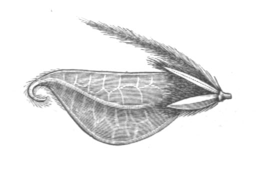 Taxonomic confusion example